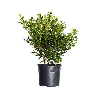 FLOWERWOOD 2.5 Gal - Wavy Leaf Ligustrum Recurvifolia Evergreen Shrub Creamy-White Flowers 39473FL