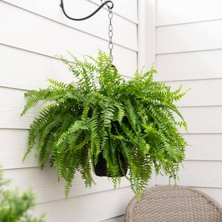 METROLINA GREENHOUSES 1.5 Gal. Boston Fern Green Hanging Basket Annual Plant (2-Pack) 79399