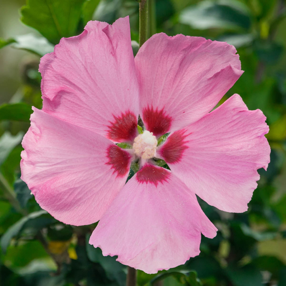 Aphrodite Tree Form Rose of Sharon， Dormant Bare Root Shrub， 1-Pack