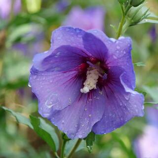 PROVEN WINNERS 2 Gal. Paraplu Violet Rose of Sharon (Hibiscus) Shrub with Blue-Violet Flowers 16613