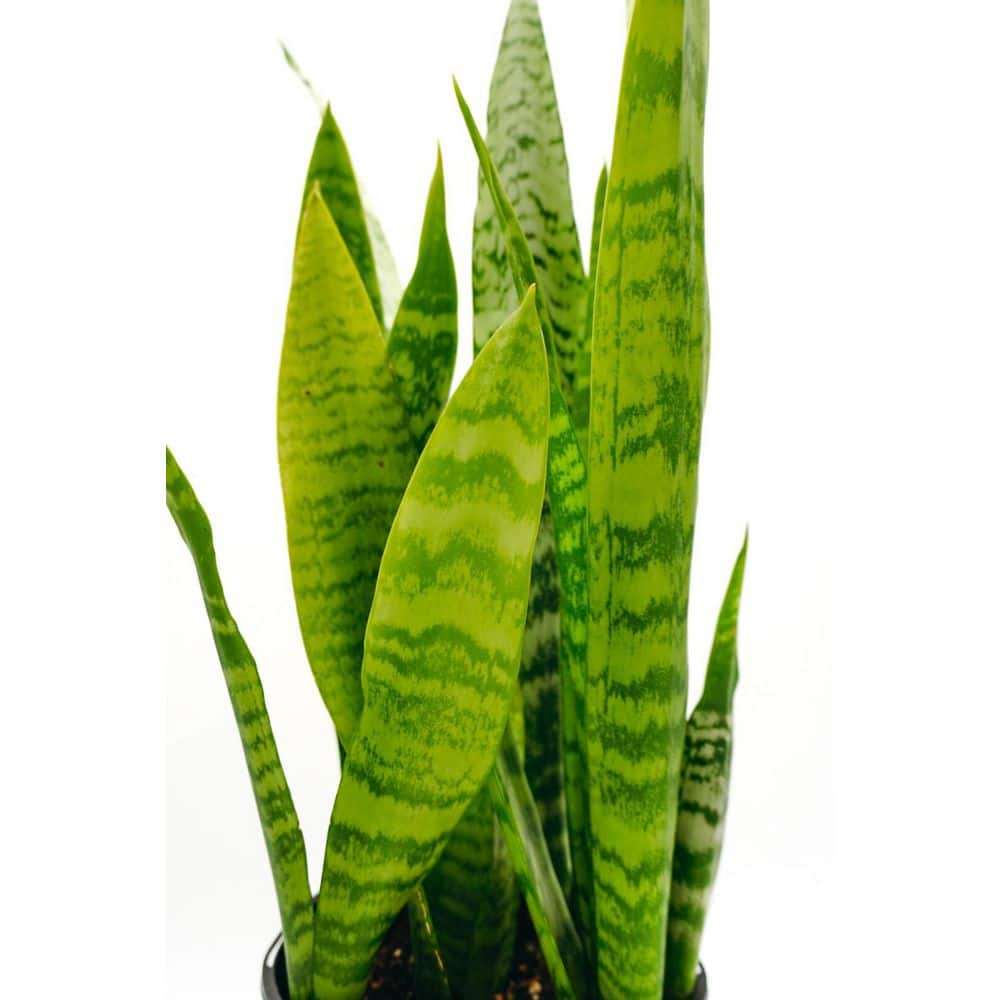 Vigoro 1 Gal. Sansevieria Trifasciata Live Indoor Snake Plant 29574