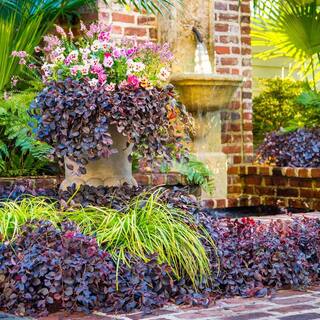 SOUTHERN LIVING 1.5 Gal. Purple Pixie Dwarf Weeping Loropetalum Groundcover Evergreen Shrub with Purple Foliage Pink Blooms 42052