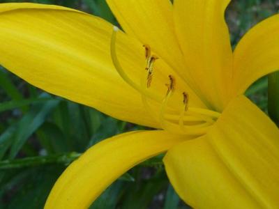 Classy Groundcovers - Daylily 'Hyperion'  {25 Bare Root Plants}