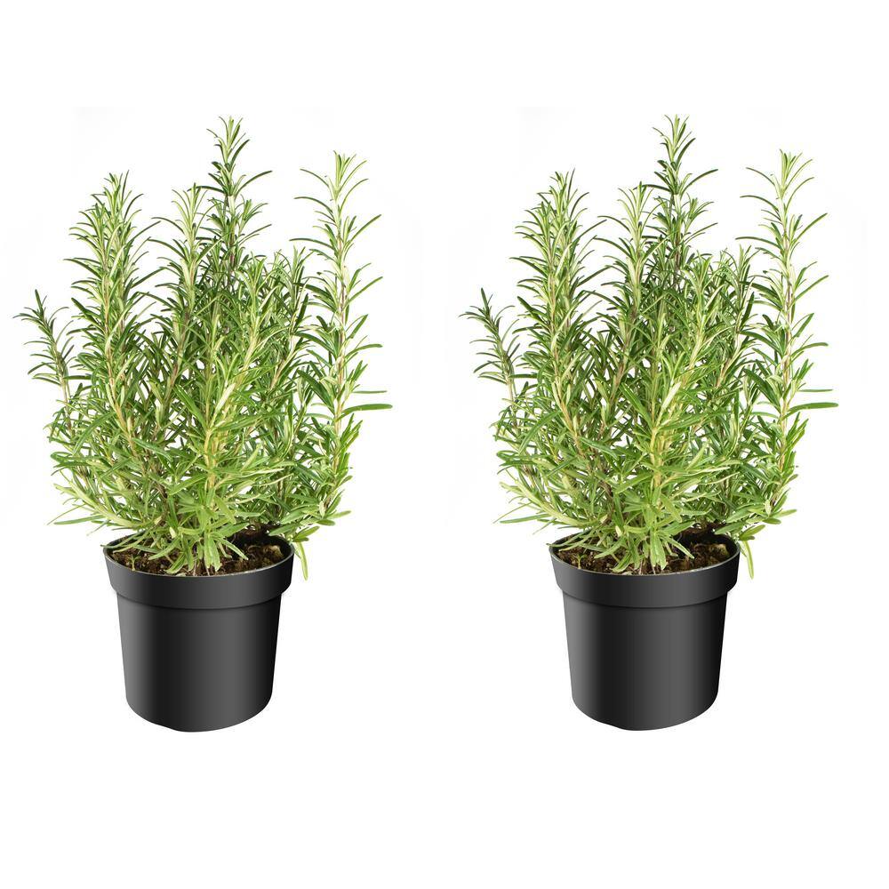1 gal Tuscan Blue Rosemary Shrub (2-Pack) SBRM001