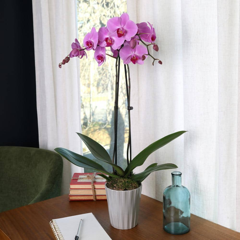 Just Add Ice Premium Orchid (Phalaenopsis) Pink Plant in 5 in. Grey Ceramic Pottery J5008