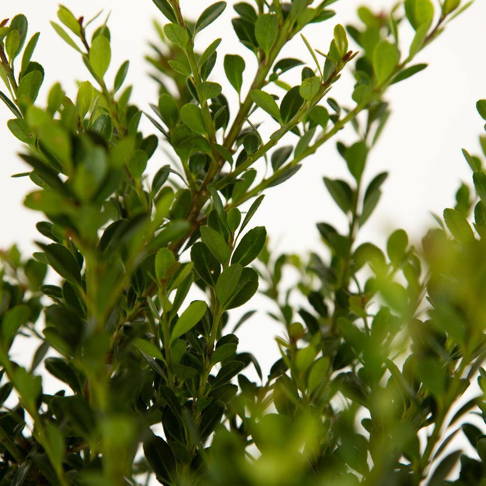 FLOWERWOOD 2.5 Qt. Ilex Compacta Shrub 3100Q