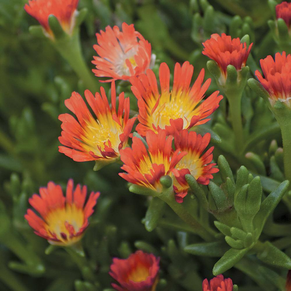 METROLINA GREENHOUSES 2.5 Qt. Wheels of Wonder Fire Red and Yellow Trailing Ice Plant 70644