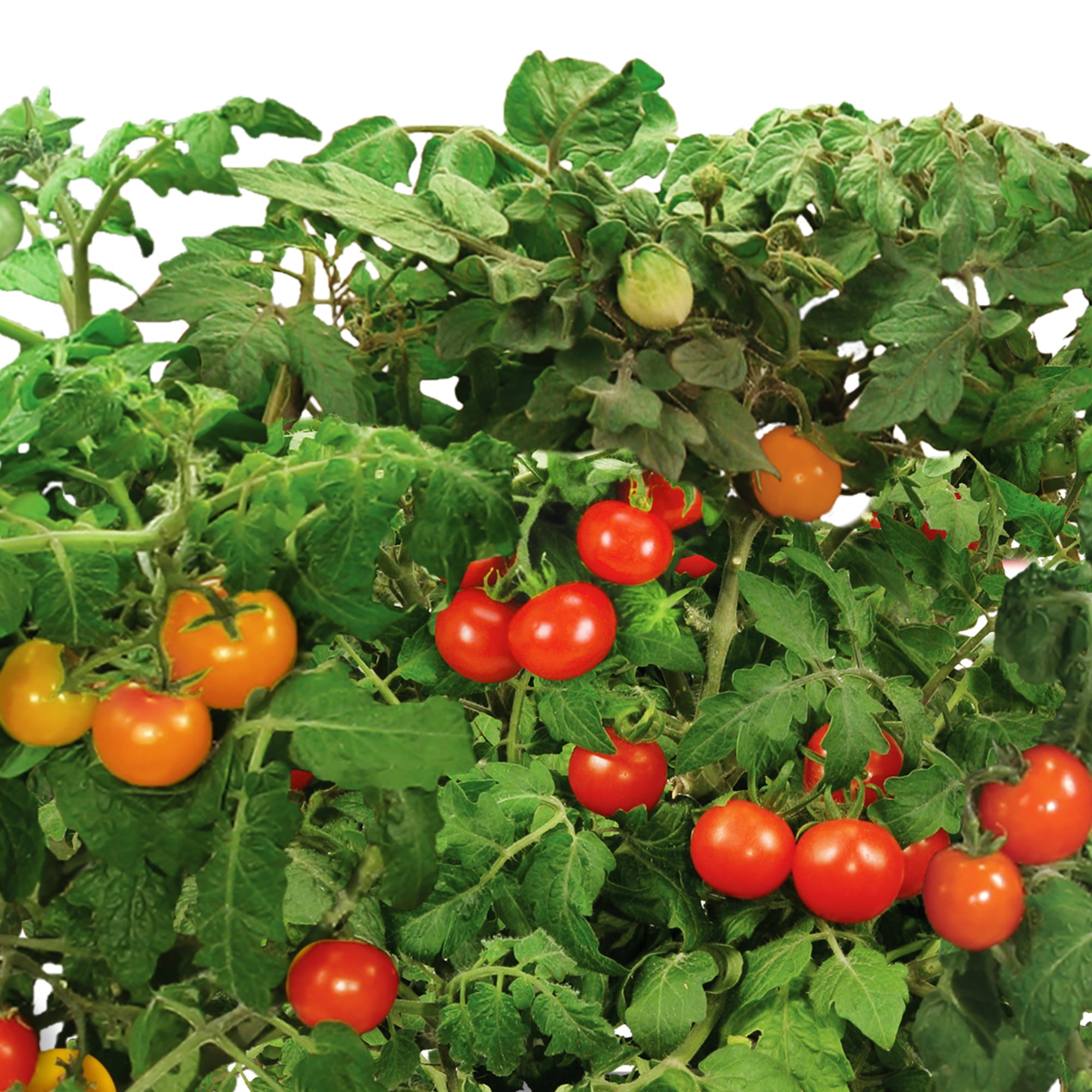 AeroGarden Red Heirloom Cherry Tomato Seed Pod Kit， 6-Pod