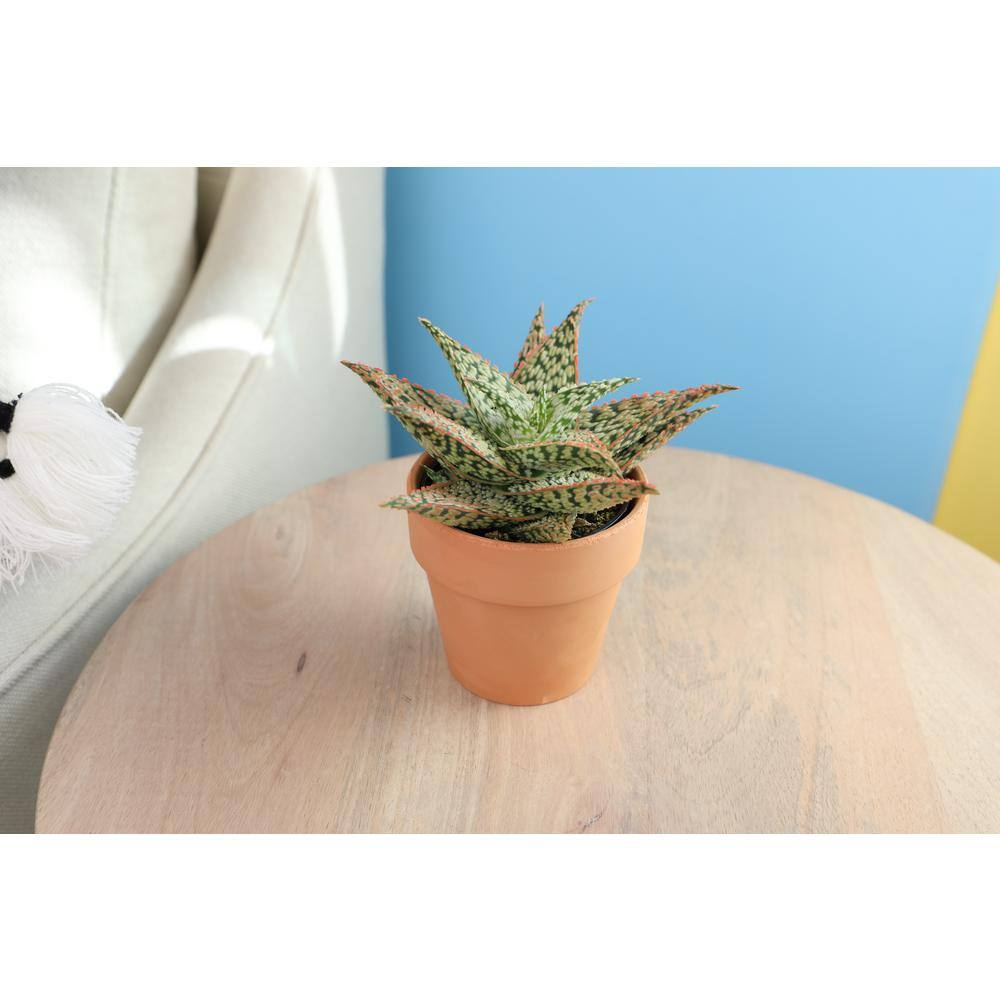 SMART PLANET 9cm Star Aloe TM In Terra Cotta Clay Pot 0872528