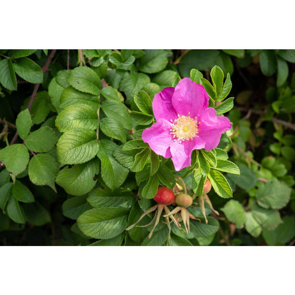 BELL NURSERY 2 Gal. Japanese Rose (Rosa rugosa) Live Shrub with Pink Flowers ROSA2JAPN1PK