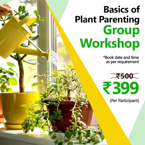 Basics of Plant Parenting - Group Workshop (Set of 15)