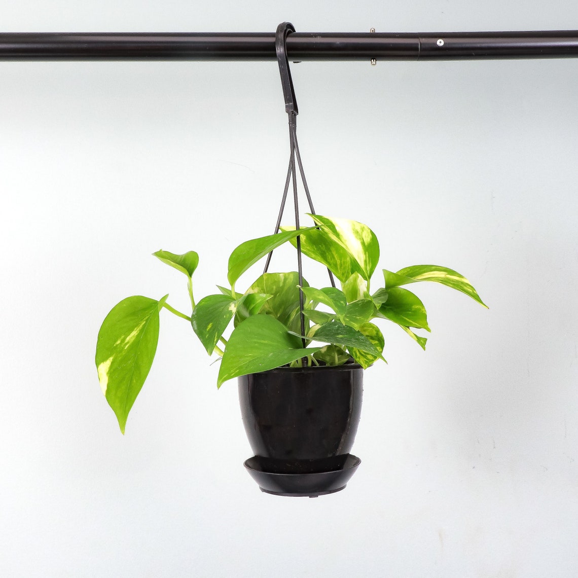 Live Golden Pothos Plant - 4