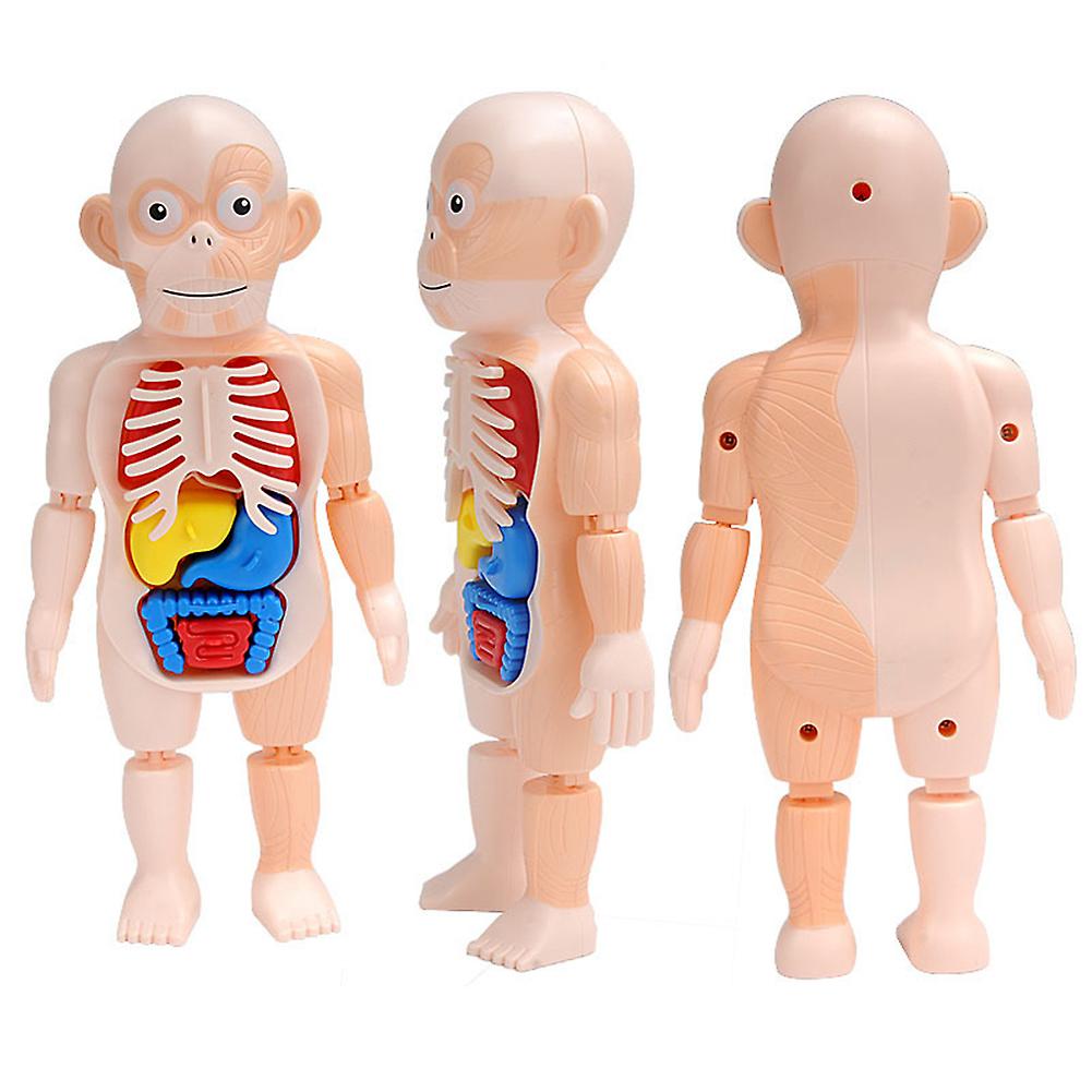 Human Anatomy Model Human Organ Teaching Aids Children Science Classroom Plastic Diy Organ Assembly Toys