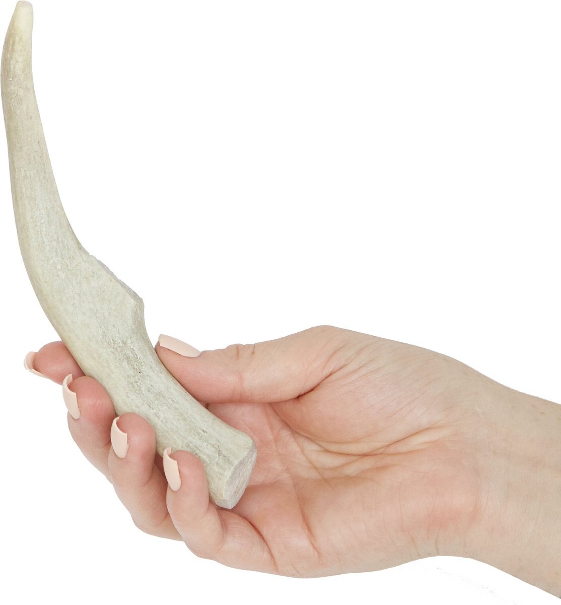 Prairie Dog Whole Deer Antler Dog Chews， 6 - 7.5 in