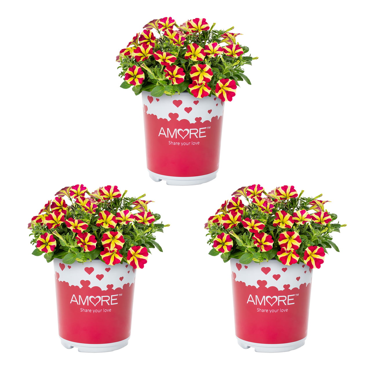 Amore Queen of Hearts 2.5QT Red Yellow Petunia Live Plants Grower Pot (3 Count)