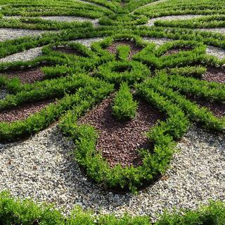 BETTER BOXWOOD 1 Gal. Babylon Beauty Boxwood Shrub 18189