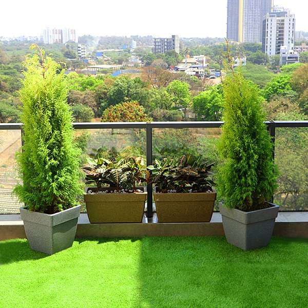 Beautify Garden at Terrace with Popular Foliage Plants