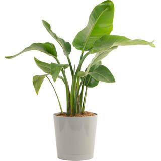 Costa Farms 10 in. Bird of Paradise Indoor Plant in Gray Planter Avg. Shipping Height 2-3 ft. Tall CO.3.WB11.CYL