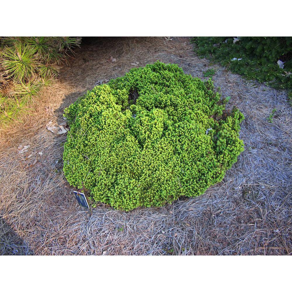 Online Orchards 1 Gal. Little Gem Norway Spruce Shrub Richly Nomaintenance Dwarf Conifer CFSP003