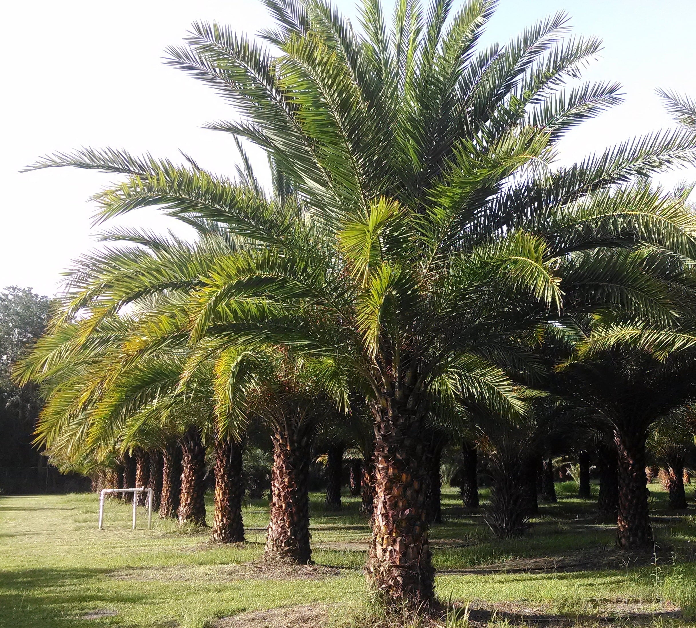 Sylvester Palm - Live Plant in a 10 inch Growers Pot - Phoenix Sylvestris- Hardy Palms from Florida