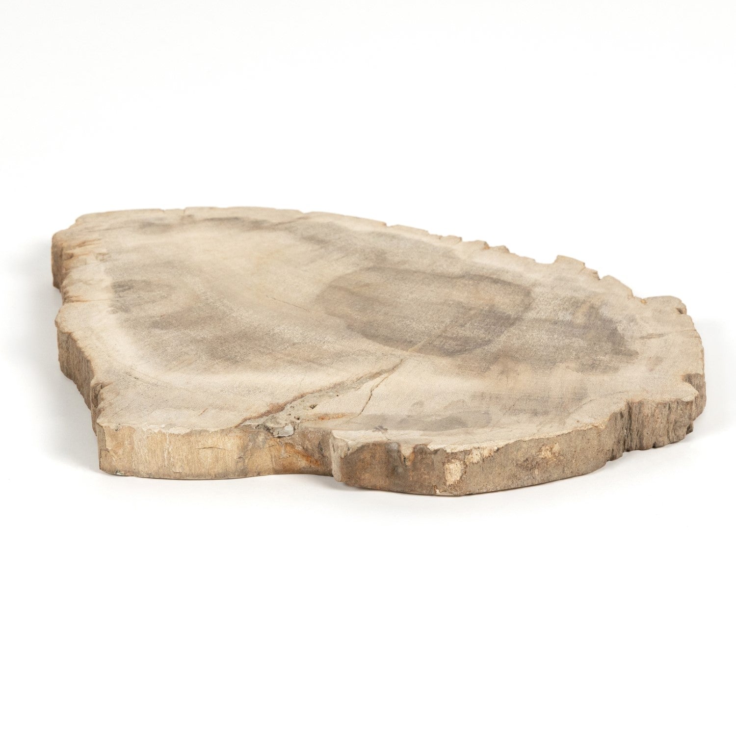 Petrified Wood Slab