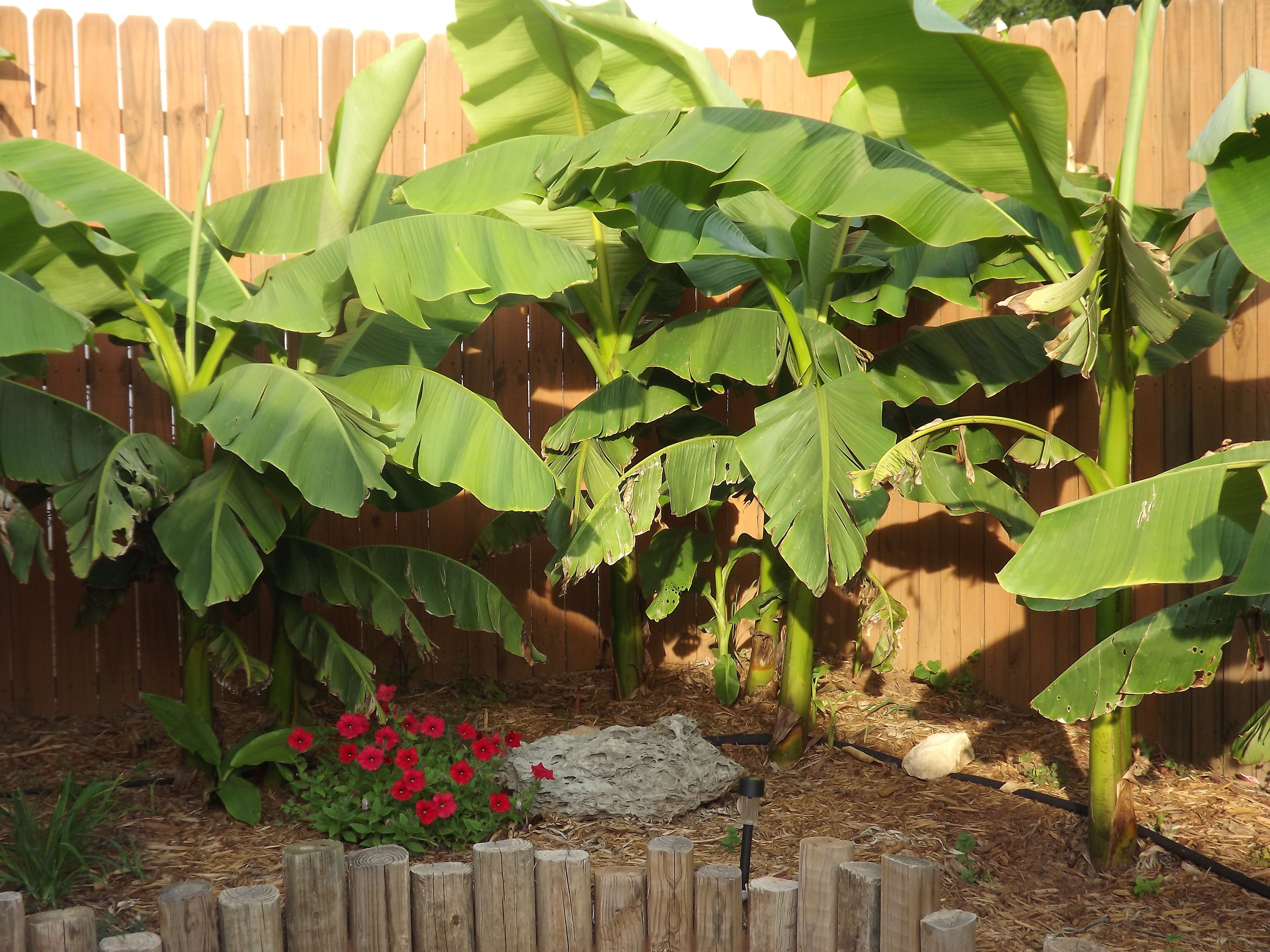 Banana Tree - Live Plant in a 4 inch Growers Pot - Grower's Choice Based Availability - Edible Fruit Bearing Tree for The Patio and Garden