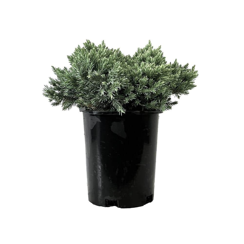 2.5 Qt. - Blue Star Juniper Live Shrub with Icy Blue Folliage 1000043060