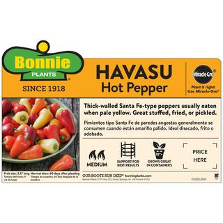 Bonnie Plants 19 oz. Havasu Pepper Plant 2907