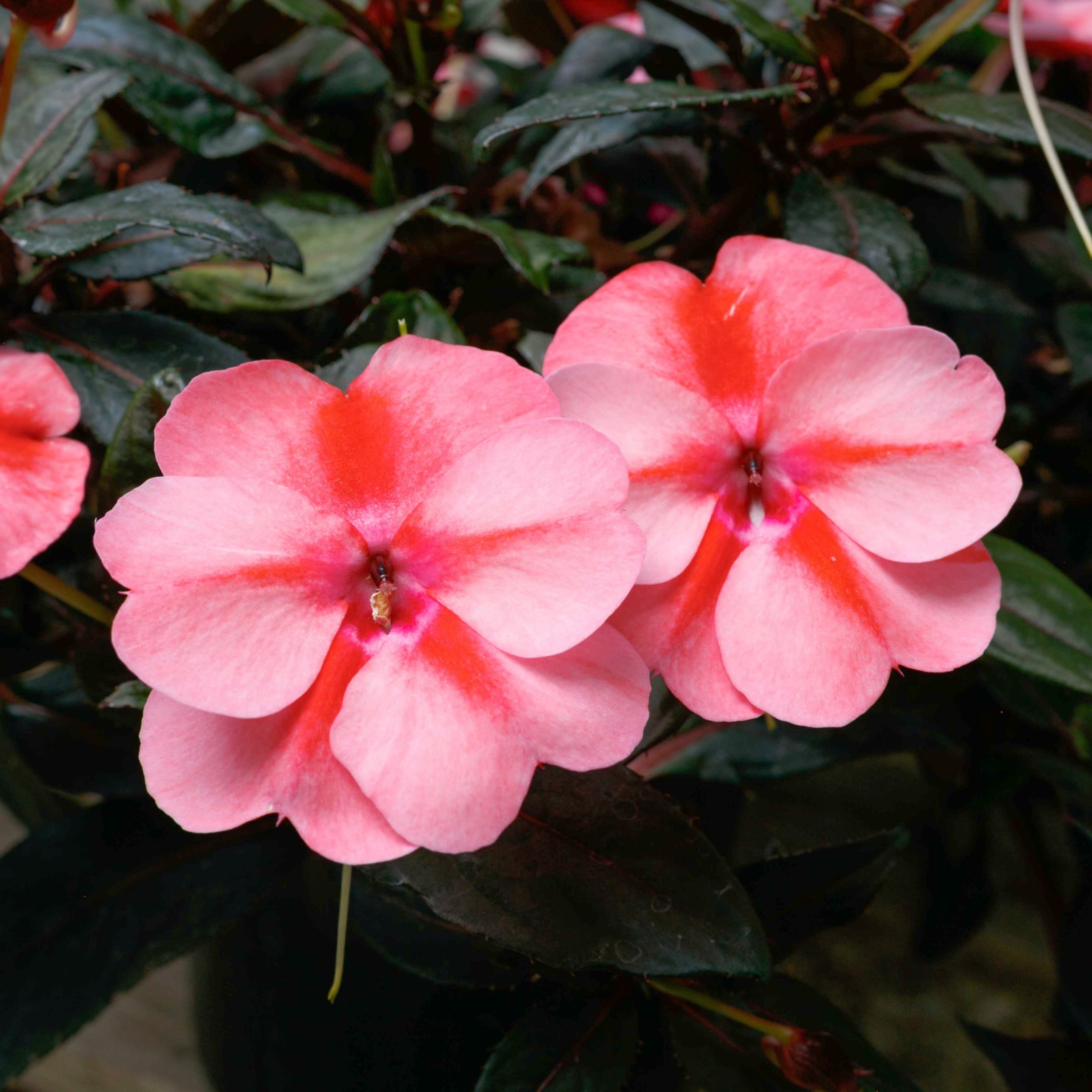 Impatiens， Next Generation SunPatiens® Vigorous Peach Candy - 3 piece