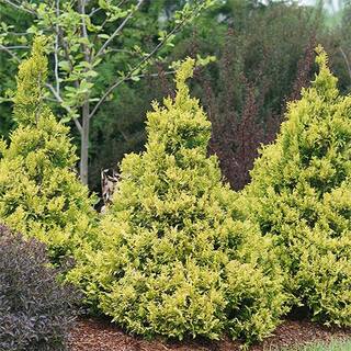 PROVEN WINNERS 2 Gal. Soft Serve Gold False Cypress Shrub with Yellow-Gold Foliage 17518