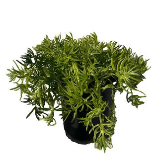 Cesicia 4 in. D x 3.5 in. H Non-Fragrant Sedum Lemon Bal No Blossom (5-Pack) Lemonball03