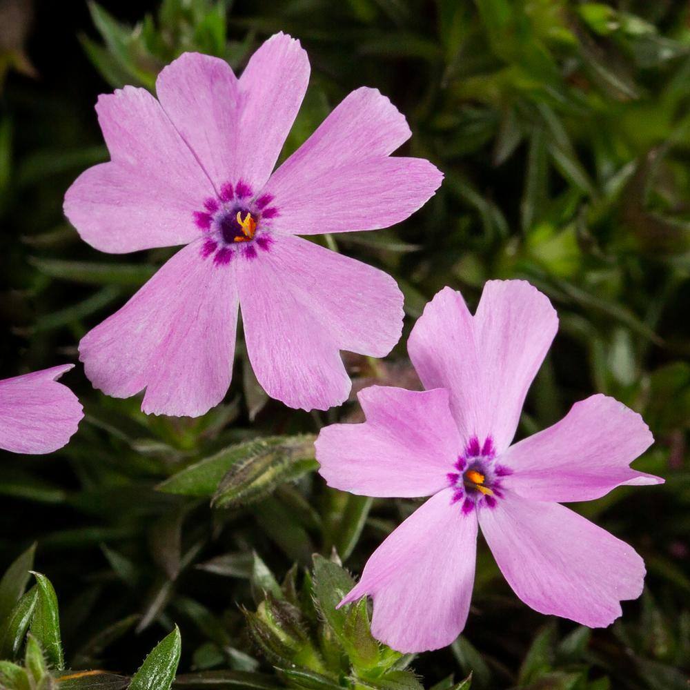 METROLINA GREENHOUSES 2 Qt. Pink Phlox Subulata Perennial Plant (3-Pack) 4010