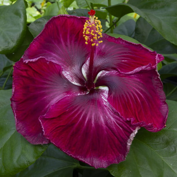 Hibiscus ‘Black Dragon’ (Hibiscus rosa-sinensis hybrid) Flower Shrub， Blue Flowers Hardy Korean Rose of Sharon Starter 25+ seeds pack