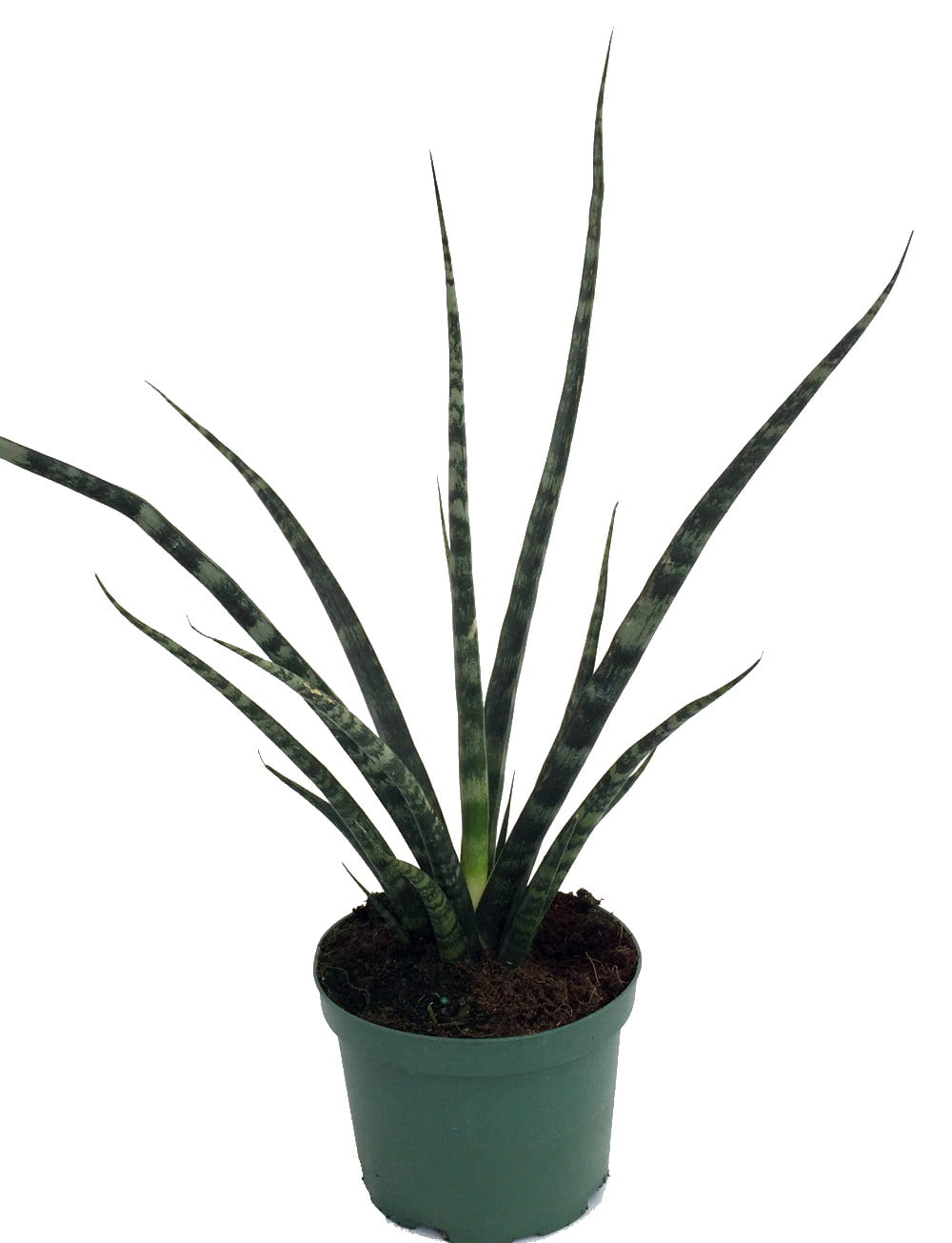 Fernwood Mikado Snake Plant - Sanseveria - Almost Impossible to kill - 5