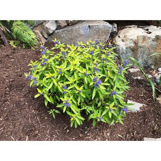 BLOOMIN' EASY 2 Gal. Beekeeper Bluebeard (Caryopteris) Live Shrub Blue Flowers DGCY4893