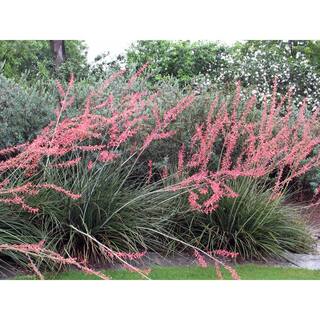 SMART PLANET 1 Gal. Hesperaloe Parviflora Red Yucca Color Plant 0880068