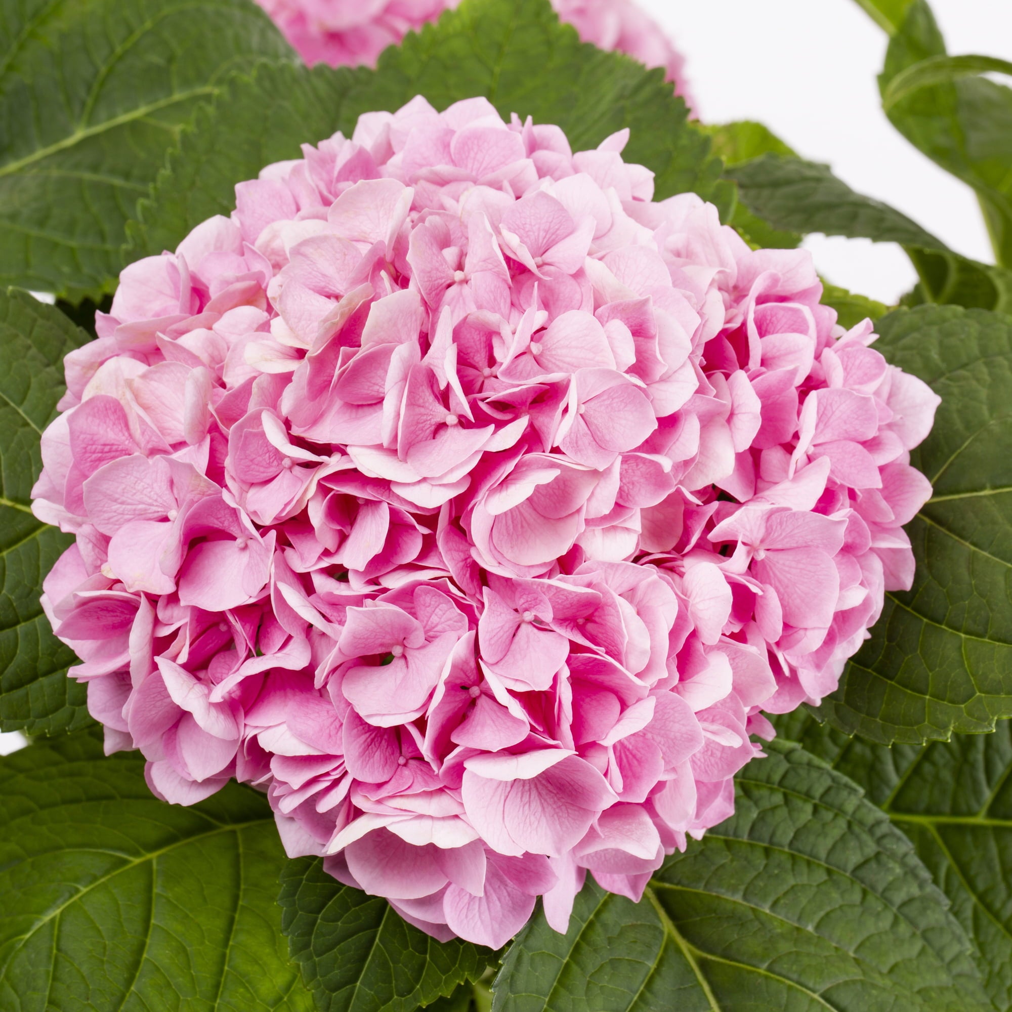 Endless Summer 1G Bloomstruck Hydrangea Live Shrub (1-pack) with Grower Pot