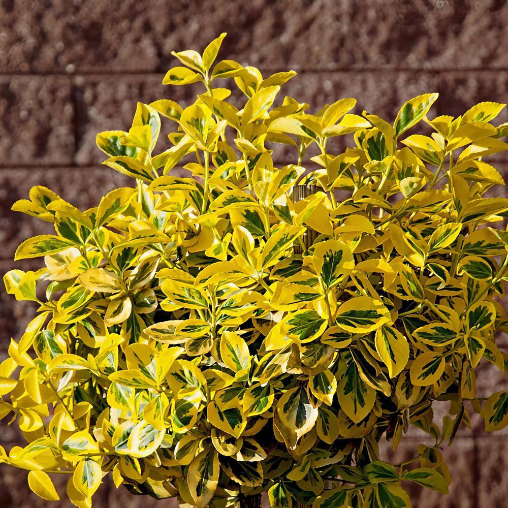 national PLANT NETWORK 2.25 Gal. Euonymus Golden Flowering Shrub with White Blooms HD1080