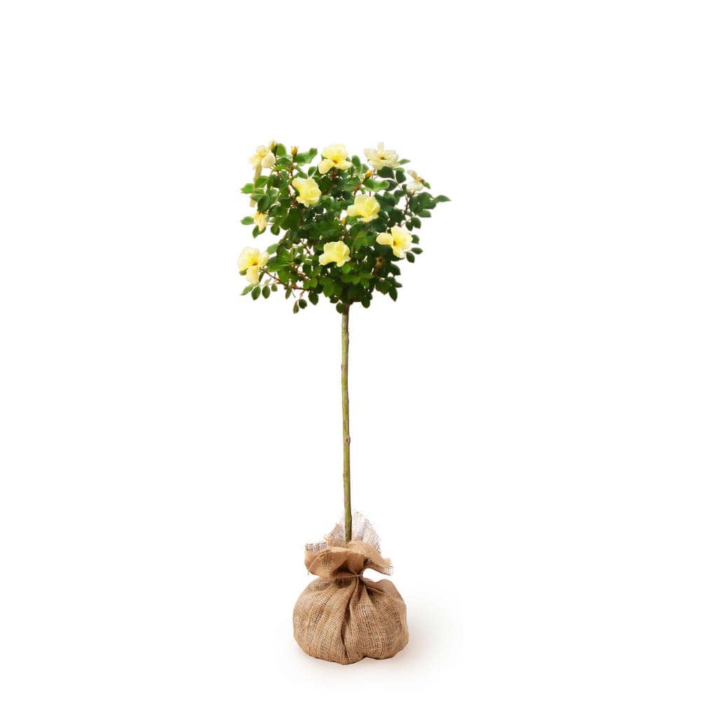 KNOCK OUT Packaged Sunny Knock Out Rose Tree with Yellow Flowers KNO-STR-23-PS