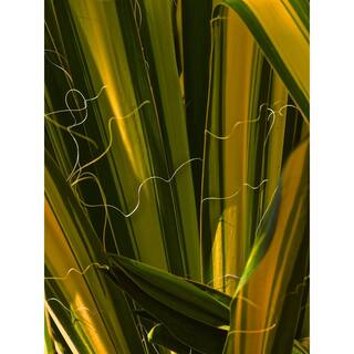 Online Orchards 1 Gal. Golden Sword Yucca Shrub SBYC001