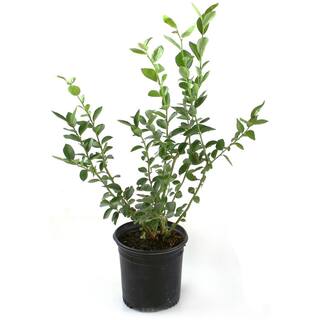 national PLANT NETWORK 2.25 Gal. Tift Blueberry Plant HD7063