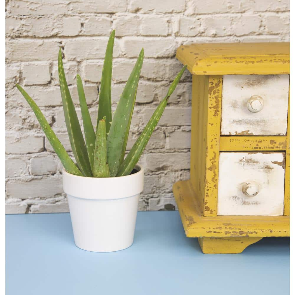 ALTMAN PLANTS 9 cm Aloe Vera Succulent in White Glazed Clay Pot 0872539