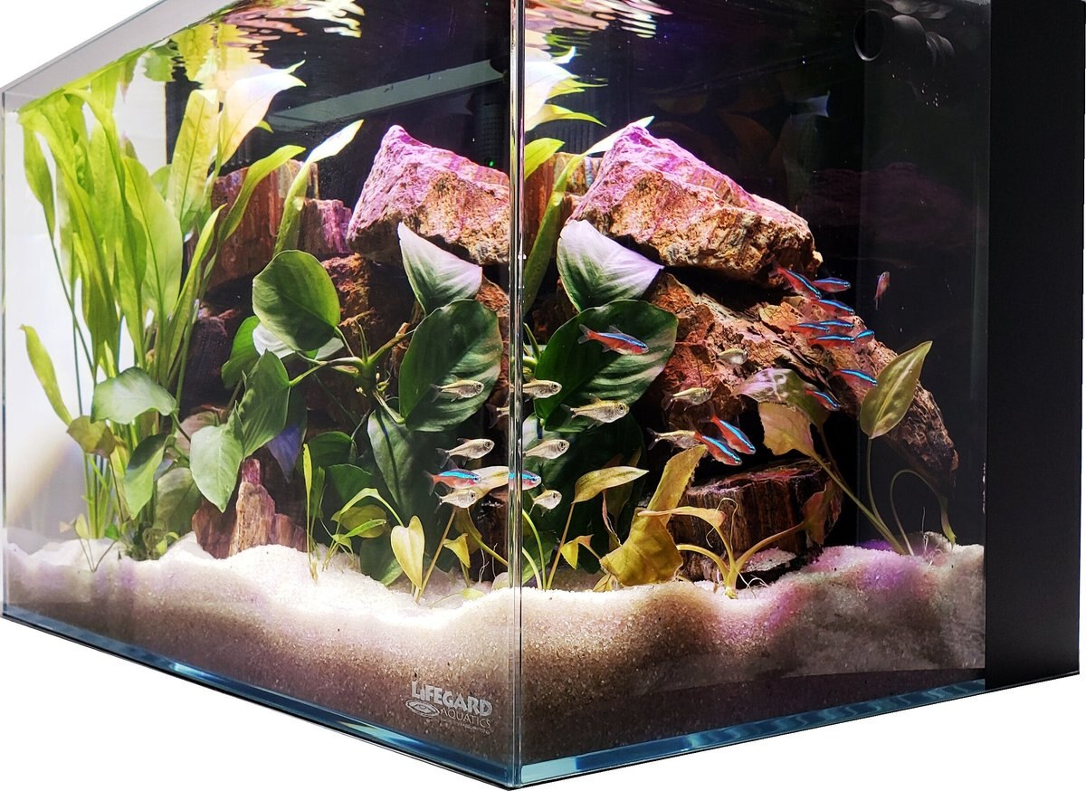 Lifegard Aquatics Crystal Aquarium w/ Back Filter