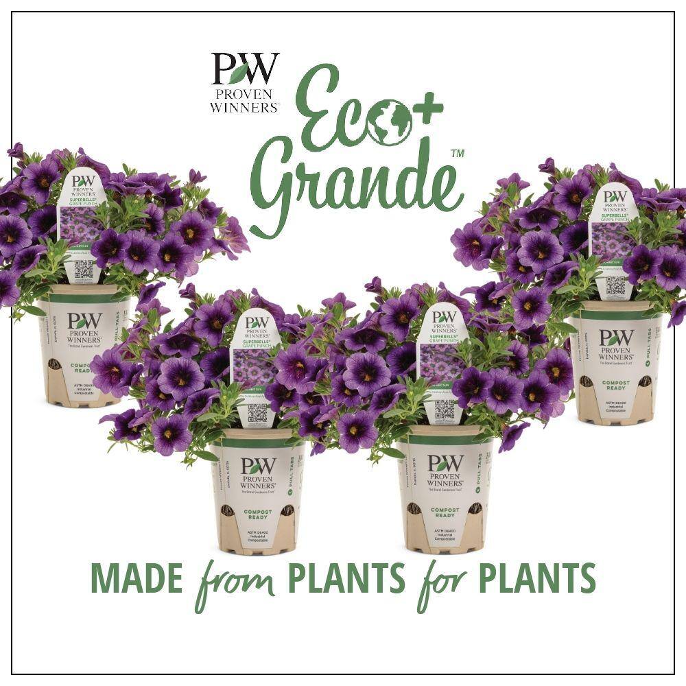 PROVEN WINNERS 4.25 in. Eco+Grande Superbells Grape Punch (Calibrachoa) Live Plant Purple Flowers (4-Pack) BELPRW3067504