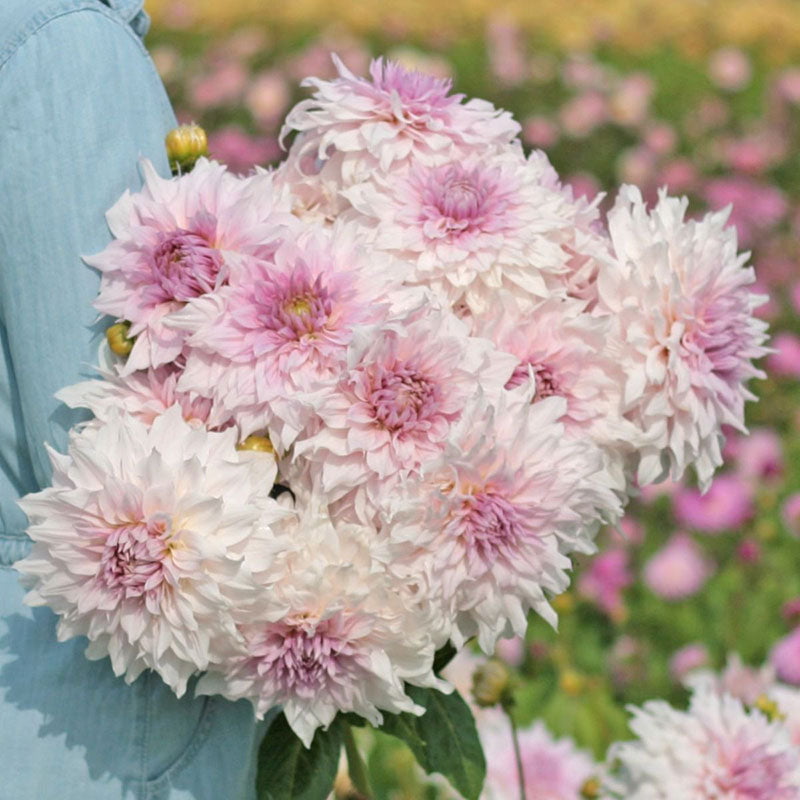 Dahlia Bulbs (Dinnerplate) - Shiloh Noelle - 2 Bulbs， Purple， Attracts Pollinators， Cut Flower Garden， Easy to Grow and Maintain， Fast Growing