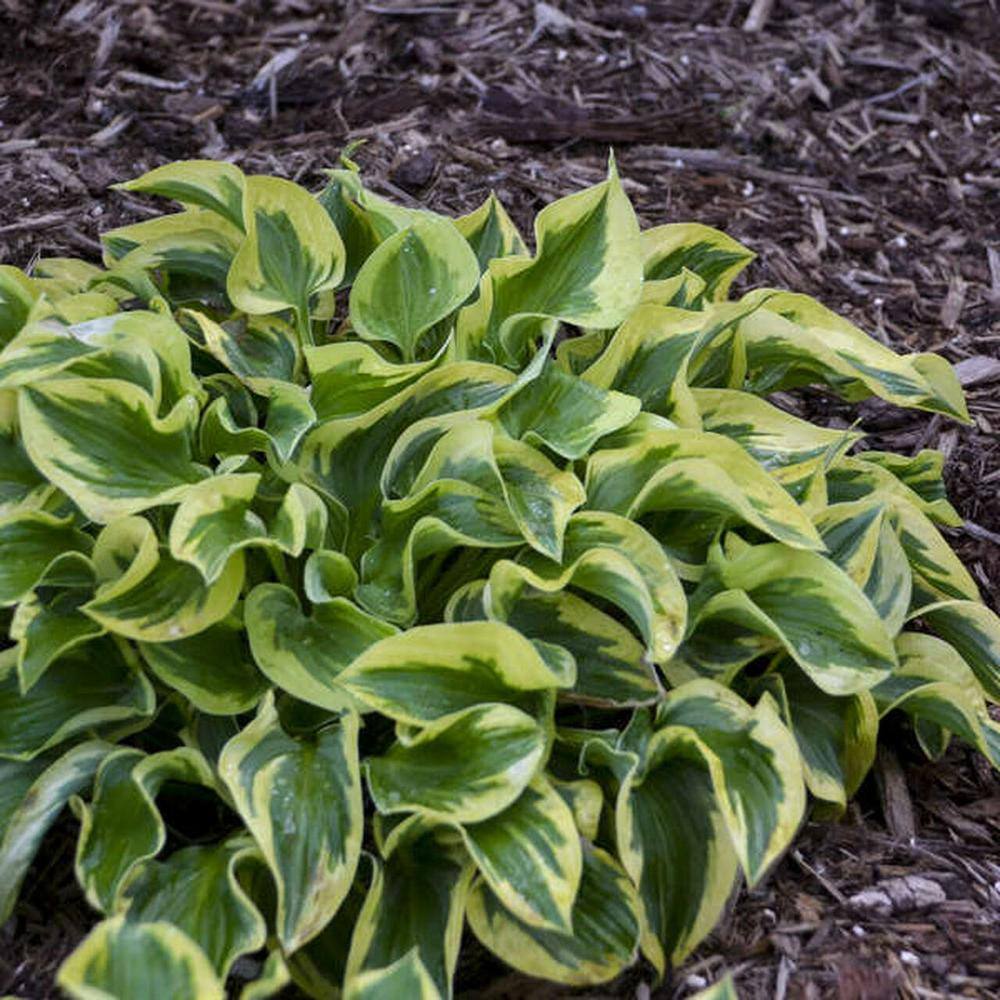 Pure Beauty Farms 2.5 Qt. Hosta Yellow Green Leaf Plant in 6.33 in. Grower's Pot (2-Pack) DC1GHOSTYLGRLF2