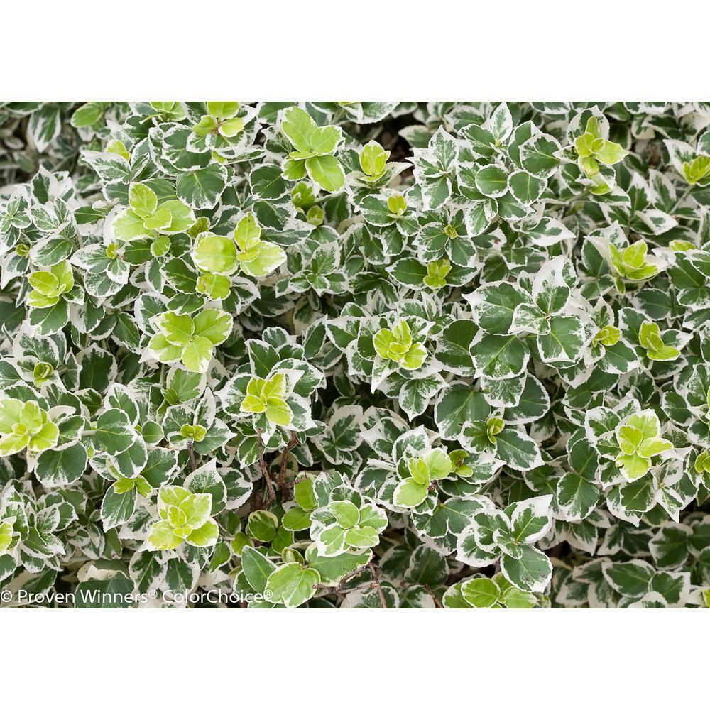 PROVEN WINNERS 1 Gal. White Album Wintercreeper (Euonymus) Live Shrub Green and White Foliage EUOPRC1036101