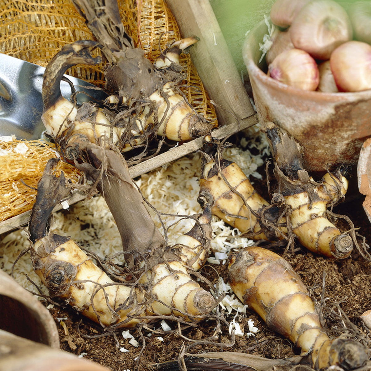 Van Zyverden Cannas Pretoria Set of 5 Bulbs Orange Part Sun