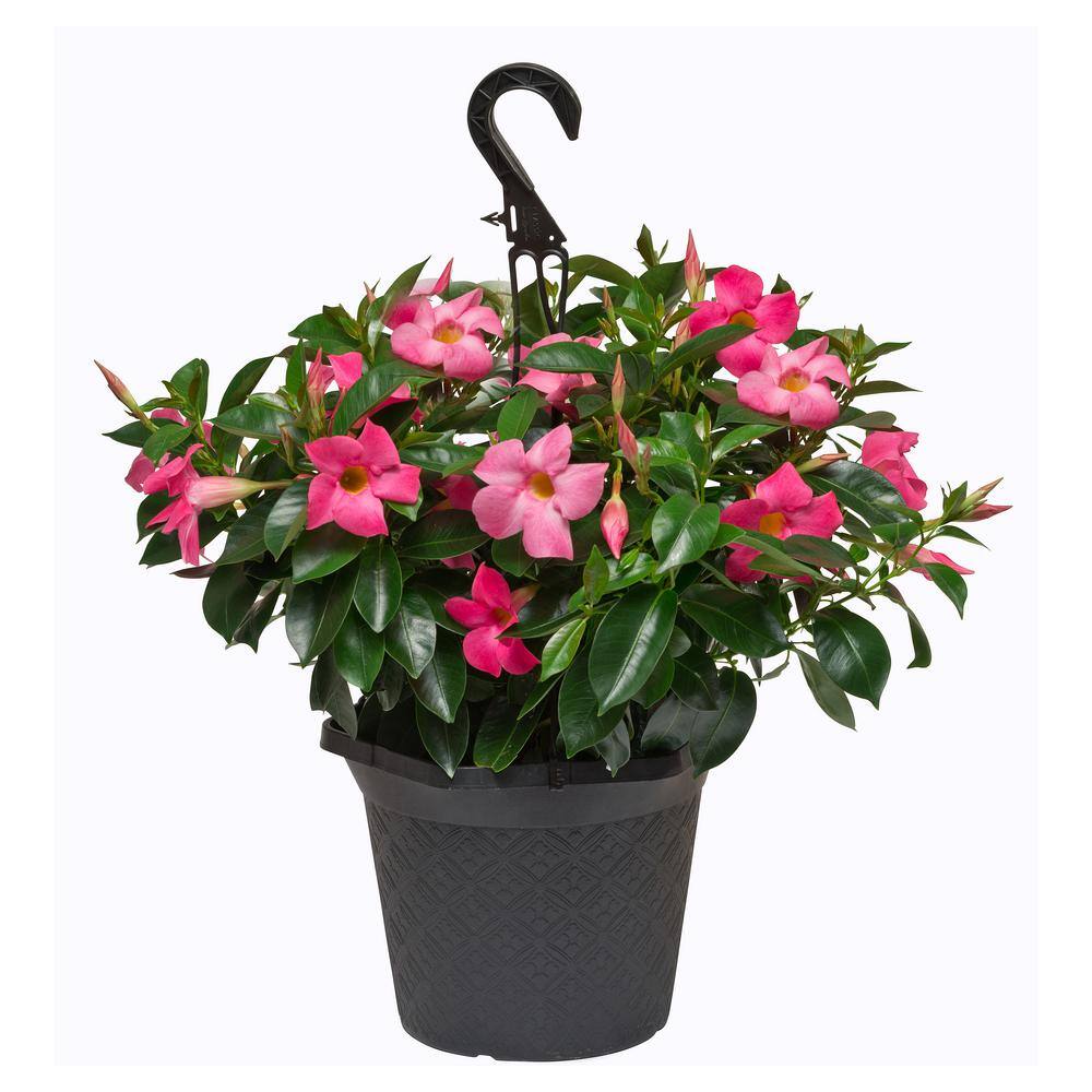 Rio 1.2 Gal (#10) Hanging Basket Dipladenia Flowering Annual Shrub with Red Pink White and Raspberry Splash Blooms 1001319332