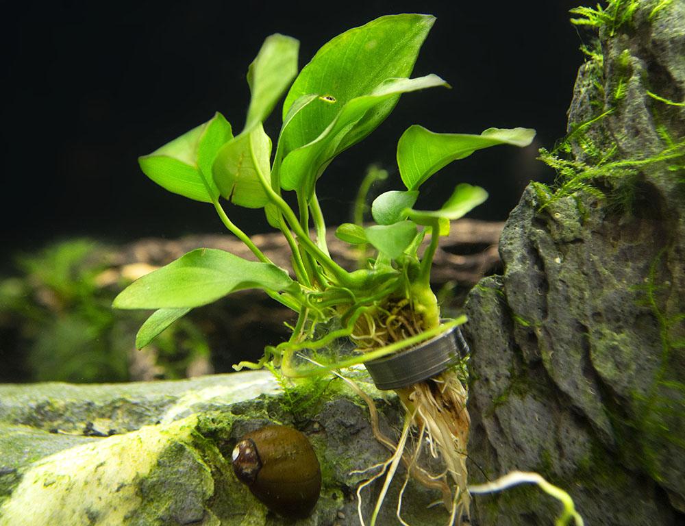 Anubias Barteri (Nana Petite) Small Live Aquarium Plants BUY2 GET1 FREE